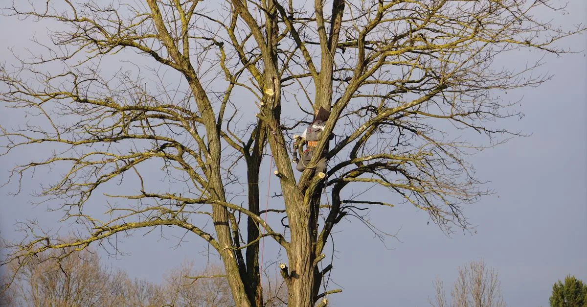 découvrez nos conseils et techniques pour la taille des plantes et arbres afin de favoriser leur croissance et leur santé.