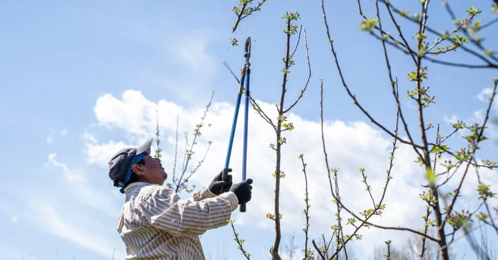 découvrez les techniques essentielles de la taille pour entretenir vos arbres et arbustes, favoriser leur croissance et améliorer leur santé.